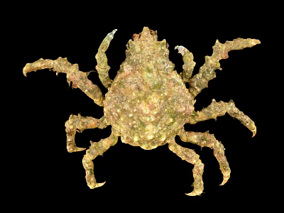 Detailed Greenish Yellow Crab With Spiky Rough Texture On Black Background 3d model