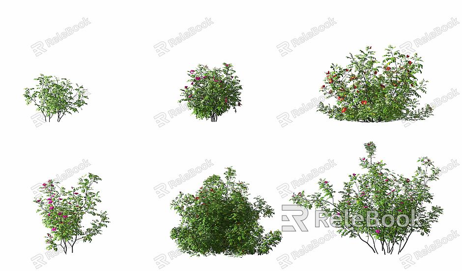 Modern Shrub Rose Shrub model