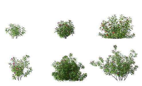 Modern Shrub Rose Shrub 3d model