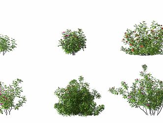 Modern Shrub Rose Shrub 3d model