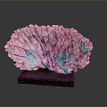 Marine Coral Specimen Featuring Fan Shaped Ivory White Structure On Black Base