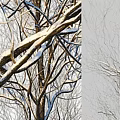 Bare Deciduous Trees With Slender Branches Against Gray Sky Natural View