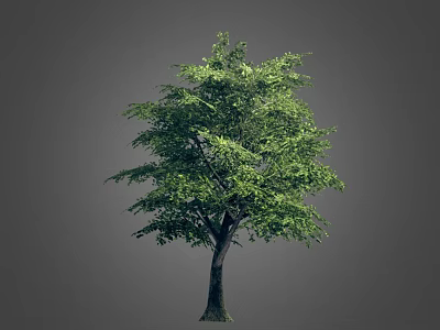 Lush Green Tree With Dark Trunk And Dense Foliage Isolated On Gray Background 3d model