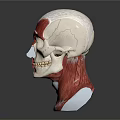 Medical Device Human Head Anatomy Model With Muscle And Skeleton Structure 3d model