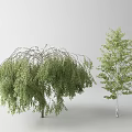 Tall Arbor Display With Weeping Willow And Birch Tree Green Foliage 3d model