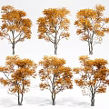 Arbor Trees With Orange Yellow Leaves In Different Shapes For Autumn Landscape