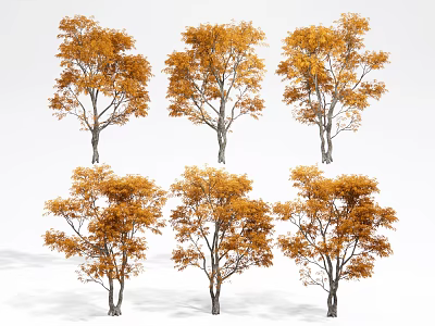 Arbor Trees With Orange Yellow Leaves In Different Shapes For Autumn Landscape 3d model
