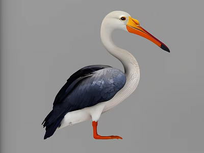 Striking Pelican With White Head Orange Beak Black Wings And Orange Feet Against Gray Background 3d model