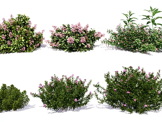 modern shrub ball hedgerow shrub flowers flower bed flower body 3d model