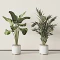 Indoor Potted Plants With Large Green Leaves And Slender Fronds In White Planters