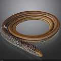 Long Brown Orange Coiled Snake With Ringed Body And Patterned Scales