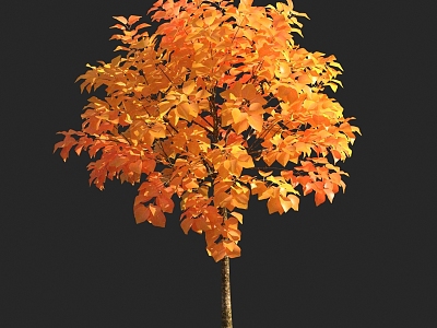 autumn tree yellow leaf plant model