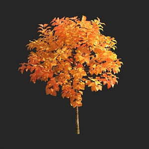 autumn tree yellow leaf plant 3d model