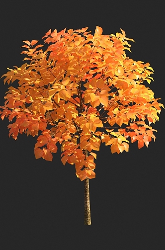 autumn tree yellow leaf plant 3d model