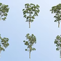 Six Trees With Different Forms And Green Foliage On Light Blue Background 3d model