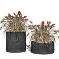 Bonsai Potted Plants With Red Yellow Spikes In Dark Gray Cylindrical Pots