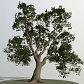 Lush Arbor With Thick Trunk Spreading Branches Green Foliage On Grass Ground With Shadow 3d model