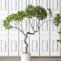 Bonsai Trees With Green Foliage And Curved Trunks In White Planters Against Geometric Patterned Wall