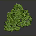 Lush Green Tree With Leafy Canopy And Brown Trunk In Isolated 3D Rendering