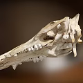 Medical Device Educational Anatomical Skull Model For Teaching And Training