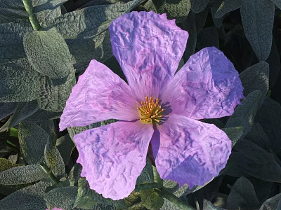 Blooming Purple Flower with Ruffled Petals Yellow Center and Green Fuzzy Leaves 3d model