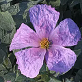 Blooming Purple Flower with Ruffled Petals Yellow Center and Green Fuzzy Leaves