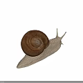Close Up View Of Garden Snail With Brown Spiral Shell And Light Colored Textured Body
