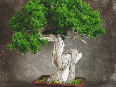 Lush Green Bonsai Plant with Twisted White Bark and Foliage in Wooden Square Pot 3d model