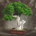 Lush Green Bonsai Plant with Twisted White Bark and Foliage in Wooden Square Pot
