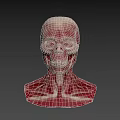 Human Head Skull with Detailed Neck Muscle 3D Anatomy Model
