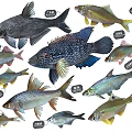 Different Kinds of Freshwater Aquatic Animals Showcasing Colorful Fish Species and Varieties