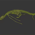 Prehistoric Animal Skeleton Featuring Long Tail Slender Limbs Small Head And Standing Predatory Stance