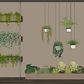 Hanging Basket Plants With Lush Green Species Suspended On Indoor Wall Decor