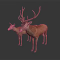 Two Brown Deer Adult And Fawn With Large Antlers On White Background