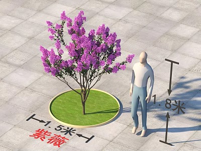 Crape Myrtle Tree with 1.8 Meters Height and 1.5 Meters Lawn Diameter on Paved Ground 3d model