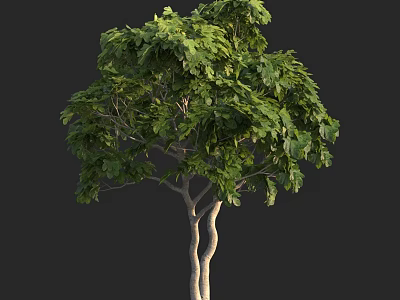Arbor With Lush Green Leaves And Slender Trunk On Dark Background 3d model