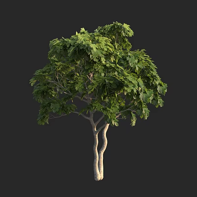 Arbor With Lush Green Leaves And Slender Trunk On Dark Background 3d model