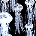 Jellyfish Shaped Chandelier Cluster With Hanging Illuminated Tentacle Details Against Black Background