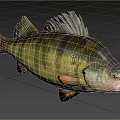 Striped Perch Fish With Yellow Green Black Coloration And Distinct Fins In Natural Water Area