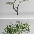 Landscape tree, modeling tree, arbor 3d model