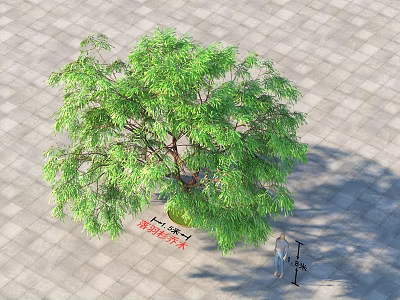 Lush Arbor With Green Leaves And Strong Trunk On Paved Ground With Person Standing Nearby 3d model