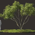 Lush Shrub Surrounded by Green Grass with Two Human Figures Nearby