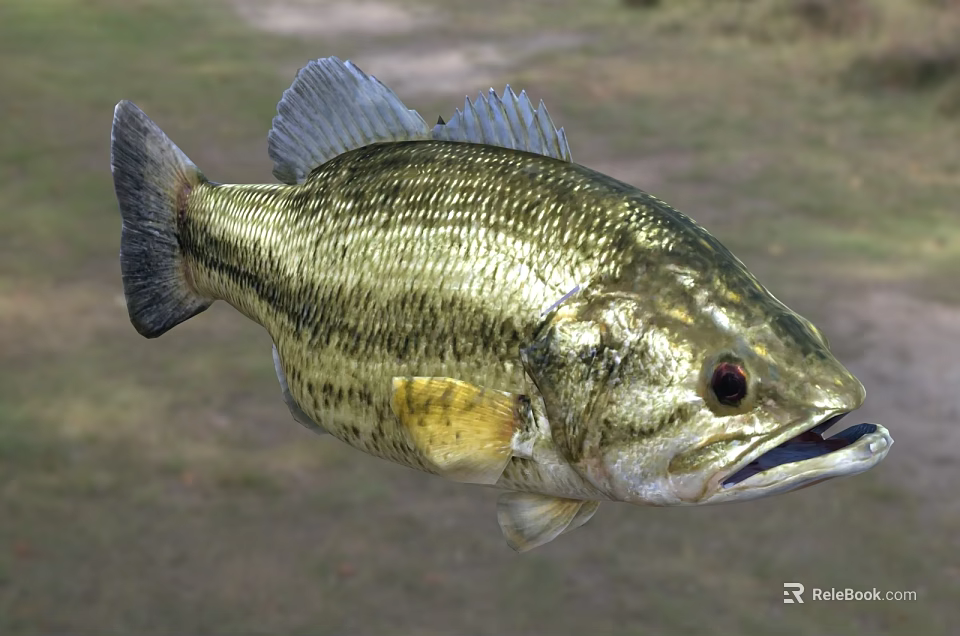 Largemouth Bass Freshwater Aquatic Fish With Golden Striped Body And Open Mouth 3d model 
