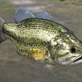 Largemouth Bass Freshwater Aquatic Fish With Golden Striped Body And Open Mouth