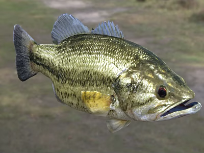 Largemouth Bass Freshwater Aquatic Fish With Golden Striped Body And Open Mouth 3d model