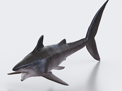 Spin-tooth shark, ancient creature, ancient animal 3d model