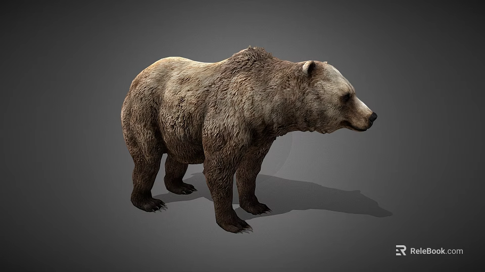 Realistic Brown Bear 3D Model With Detailed Fur Texture In Standing Pose On Gray Background 3d model 