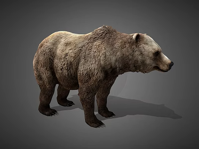 Realistic Brown Bear 3D Model With Detailed Fur Texture In Standing Pose On Gray Background 3d model