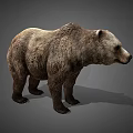 Realistic Brown Bear 3D Model With Detailed Fur Texture In Standing Pose On Gray Background