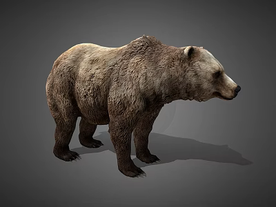grizzly bear brown bear black bear wild animal mammal bear bear beast beast of prey 3d model